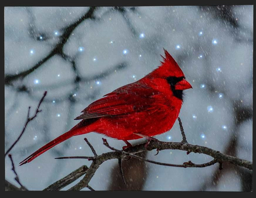 Christmas - LED Cardinal on Canvas