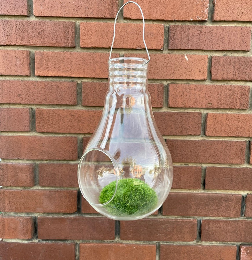 Garden - Hanging Glass Bird Feeder