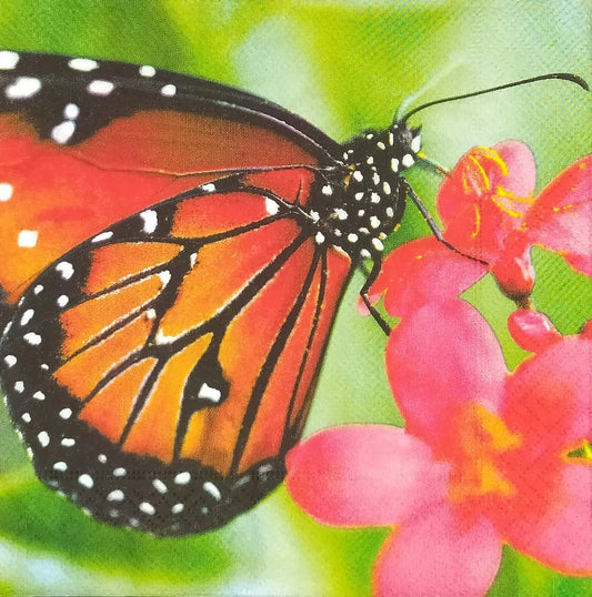 Napkins - Lunch - Spring Butterfly