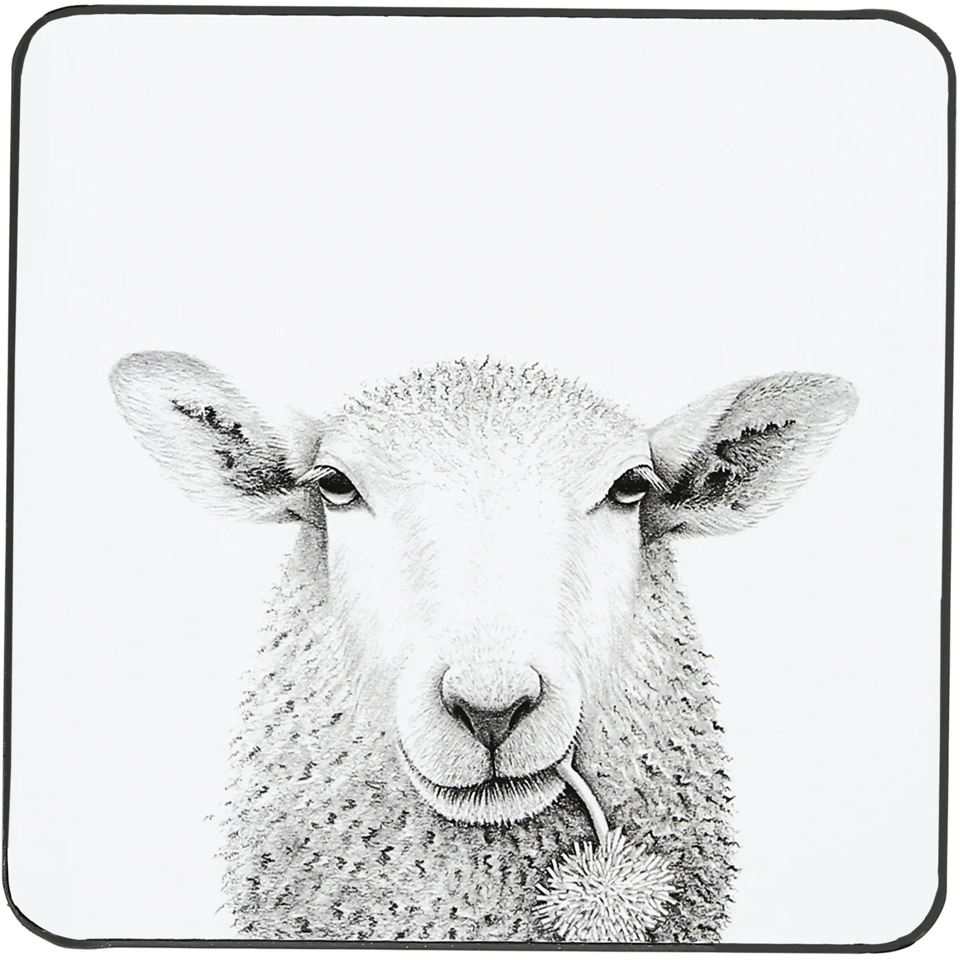 Coaster - Sheep